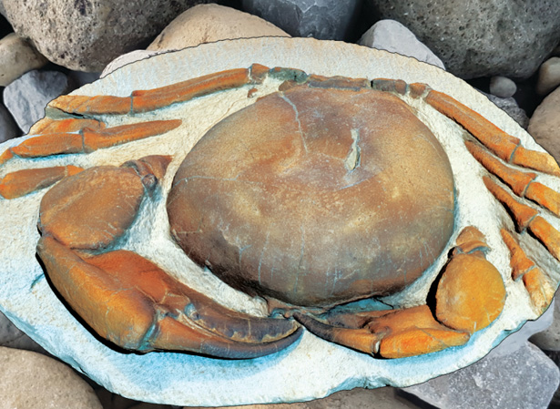 Giant Tumidocarcinus giganteus fossil prep