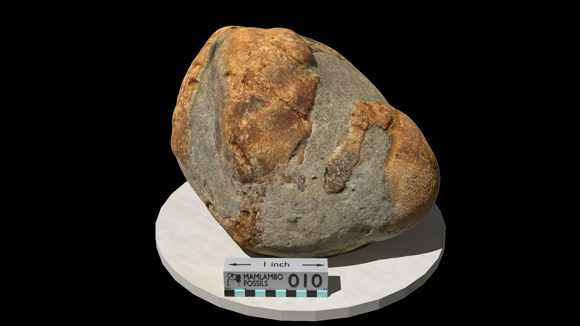 Fossil whale ear bone