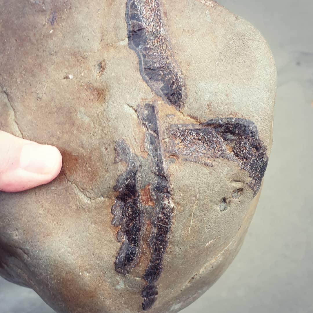 Soaking wet but very happy with this bone block I found! @paleo_craig and I braved the storm to see what was being washed up and found a few bits and pieces.

Amazing colours in the bone, oranges and blacks and everything in between. It must have been from quite a large animal... whale, dolphin? Maybe even a seal. There's not all that much left but might be worth a bit of a prep.

            