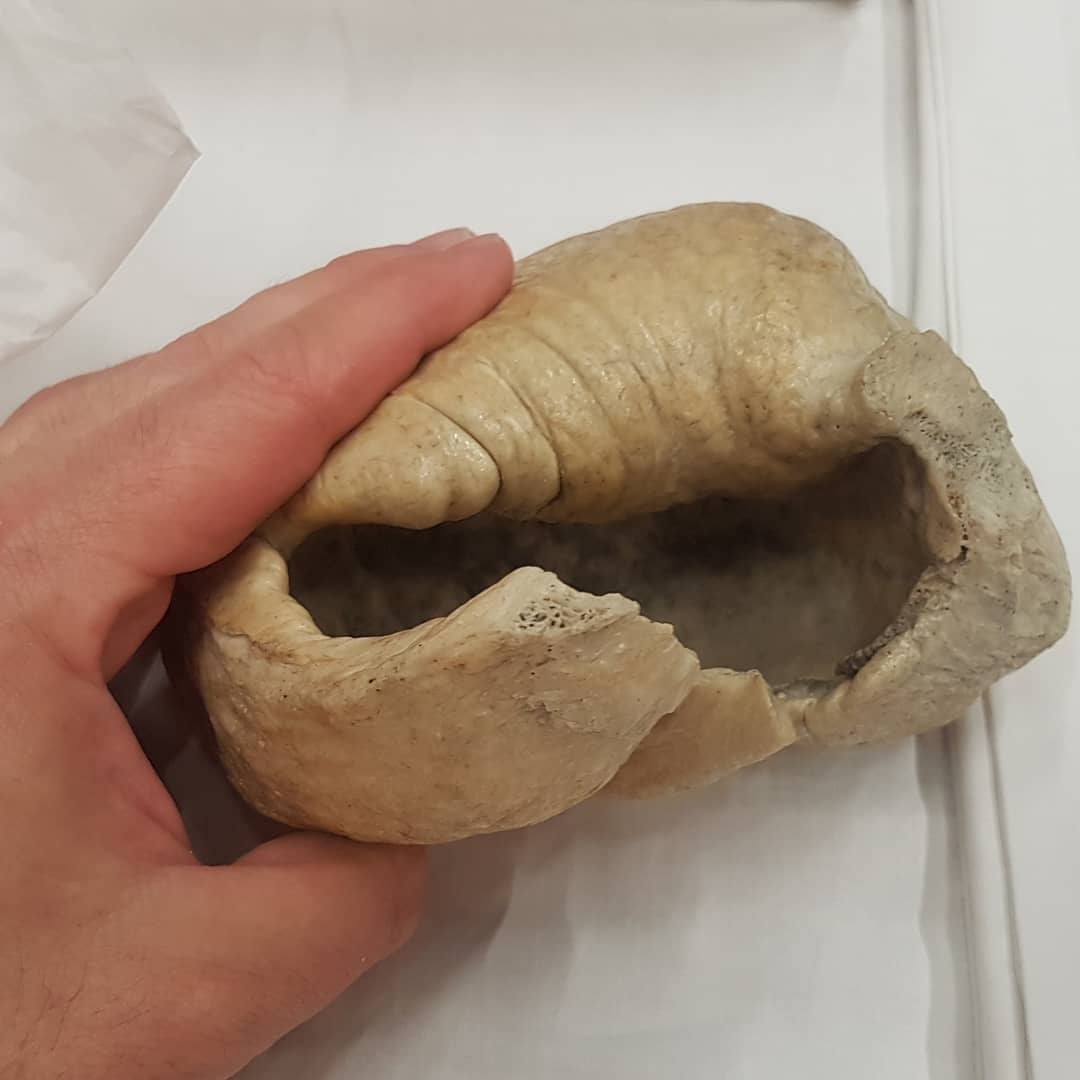 Check out the size of this modern whale earbone! It's part of the @kaikouramuseum collection which also includes a big block of Cretaceous marine reptile bone. @a_fools_experiment might know what species it is from 😁