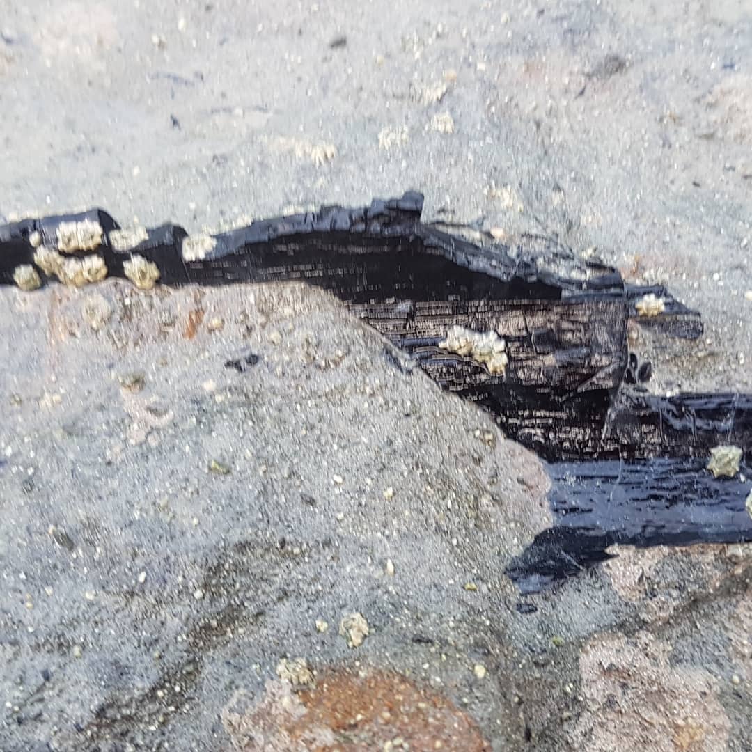 I went to a new Oligocene spot and found this bit of wood embedded in the rock, it's more than a meter long and looks to be hollow. Maybe it was just the bark? 🤔

         