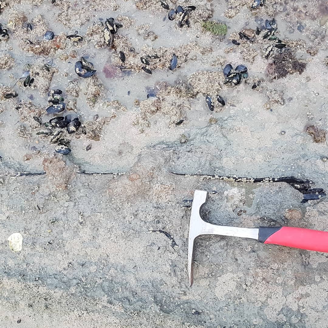 I went to a new Oligocene spot and found this bit of wood embedded in the rock, it's more than a meter long and looks to be hollow. Maybe it was just the bark? 🤔

         