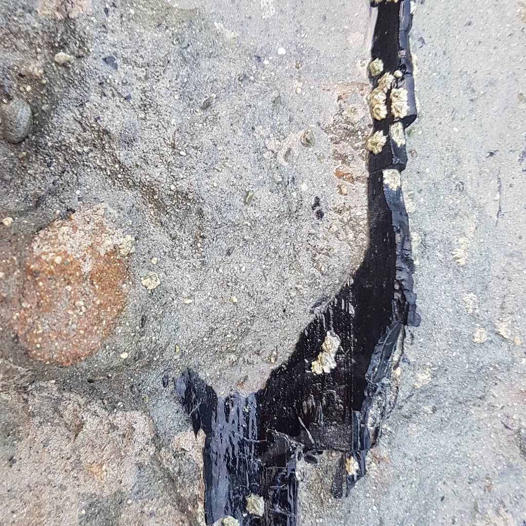 I went to a new Oligocene spot and found this bit of wood embedded in the rock, it's more than a meter long and looks to be hollow. Maybe it was just the bark? 🤔

         