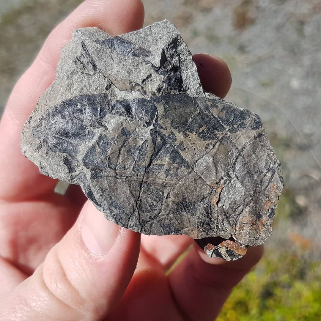 The area I was in today had fossil leaves all over the place! Some really large ones as well with beautiful detail. Wonder how they all ended up together like this 🤔

There was a coal seam nearby as well.

       