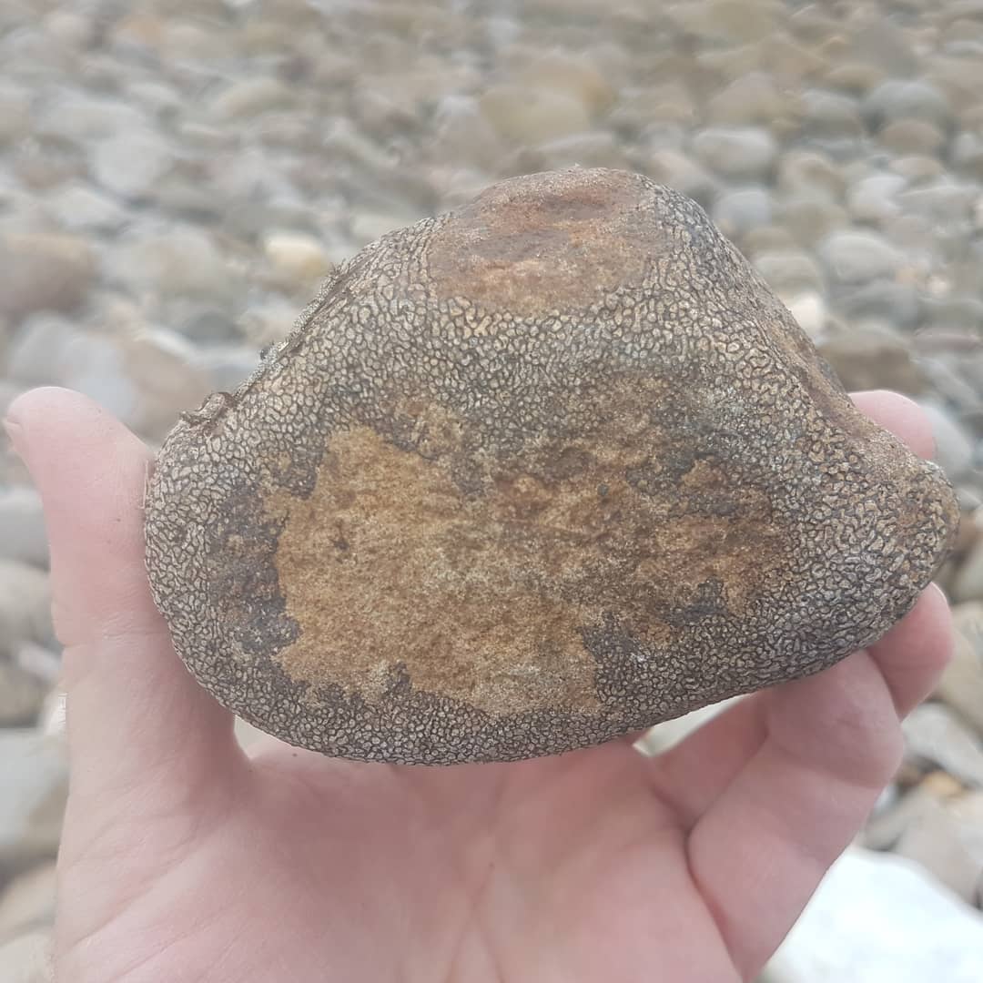 Cretaceous vert! I'm guessing plesiosaur by the lack of a concave side. This is my biggest one yet, it must have been quite beast of a plesiosaur 😁

I had a great day out with @jordonz_gemz. It's always fun to hunt with such enthusiastic people!

       