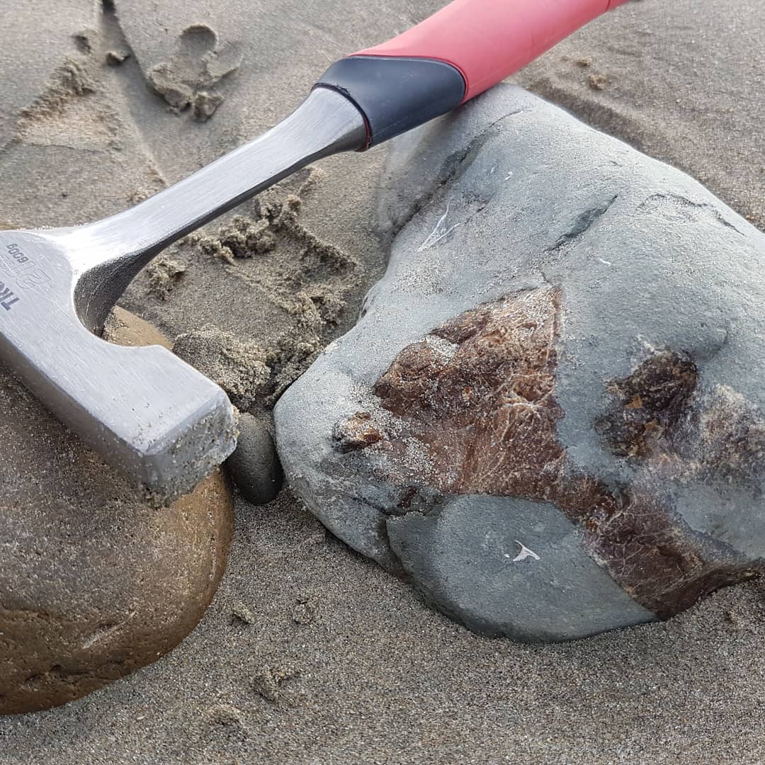 I might have found a cetacean earbone or skull element. It has that really dense look to it 🤔 it was a beautiful morning down at the beach this morning and it was good to stretch my legs a bit!

       