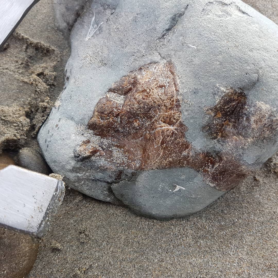 I might have found a cetacean earbone or skull element. It has that really dense look to it 🤔 it was a beautiful morning down at the beach this morning and it was good to stretch my legs a bit!

       