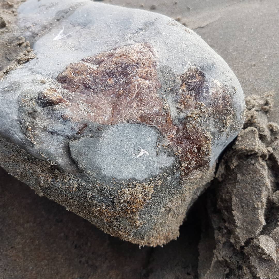 I might have found a cetacean earbone or skull element. It has that really dense look to it 🤔 it was a beautiful morning down at the beach this morning and it was good to stretch my legs a bit!

       