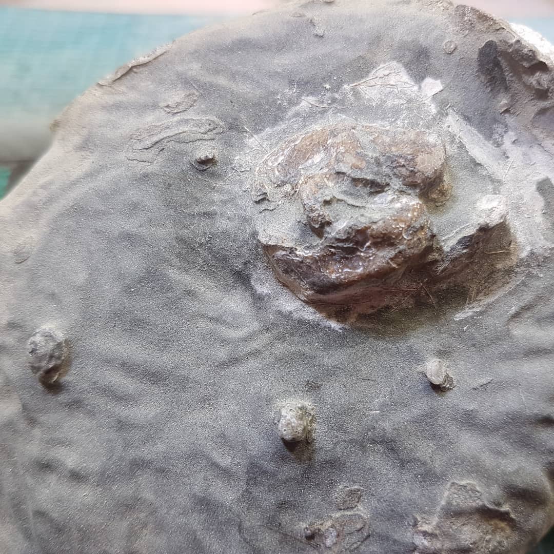 I'm back to working on this suspected ear bone I found earlier in the year. Im removing some more of the rock before I remove the remaining bits with some acid. There looks to be a few skull elements left in the concretion as well 😁

Swipe to see the progress I made tonight in 2 hours.

The concretion is mid-Miocene in age from Canterbury, New Zealand.

         