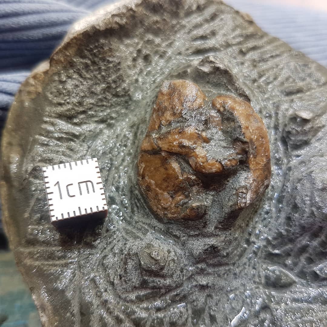 I'm back to working on this suspected ear bone I found earlier in the year. Im removing some more of the rock before I remove the remaining bits with some acid. There looks to be a few skull elements left in the concretion as well 😁

Swipe to see the progress I made tonight in 2 hours.

The concretion is mid-Miocene in age from Canterbury, New Zealand.

         