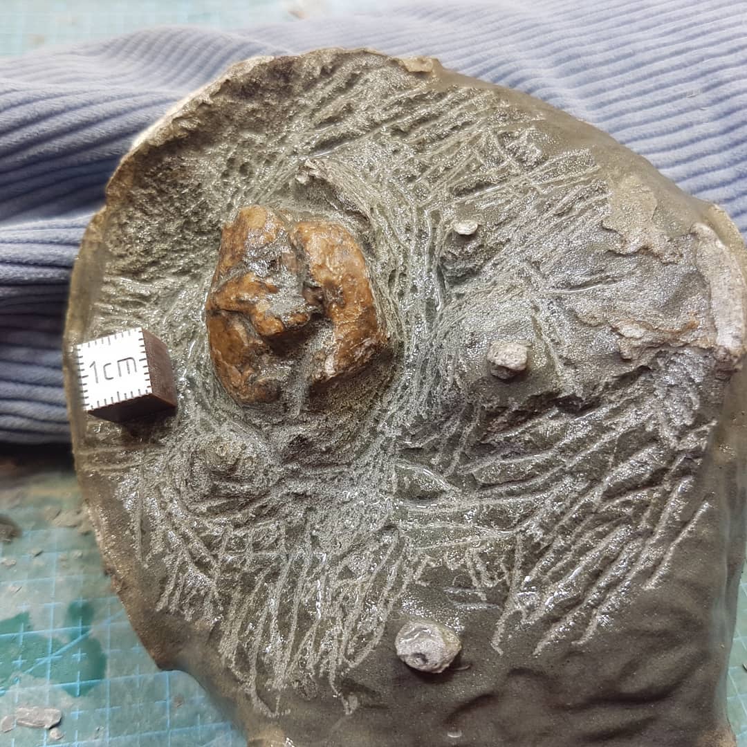 I'm back to working on this suspected ear bone I found earlier in the year. Im removing some more of the rock before I remove the remaining bits with some acid. There looks to be a few skull elements left in the concretion as well 😁

Swipe to see the progress I made tonight in 2 hours.

The concretion is mid-Miocene in age from Canterbury, New Zealand.

         