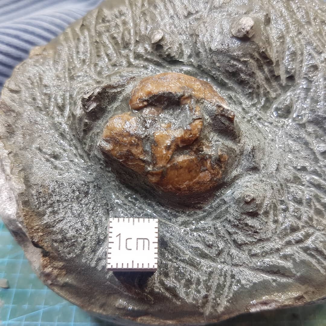 I'm back to working on this suspected ear bone I found earlier in the year. Im removing some more of the rock before I remove the remaining bits with some acid. There looks to be a few skull elements left in the concretion as well 😁

Swipe to see the progress I made tonight in 2 hours.

The concretion is mid-Miocene in age from Canterbury, New Zealand.

         