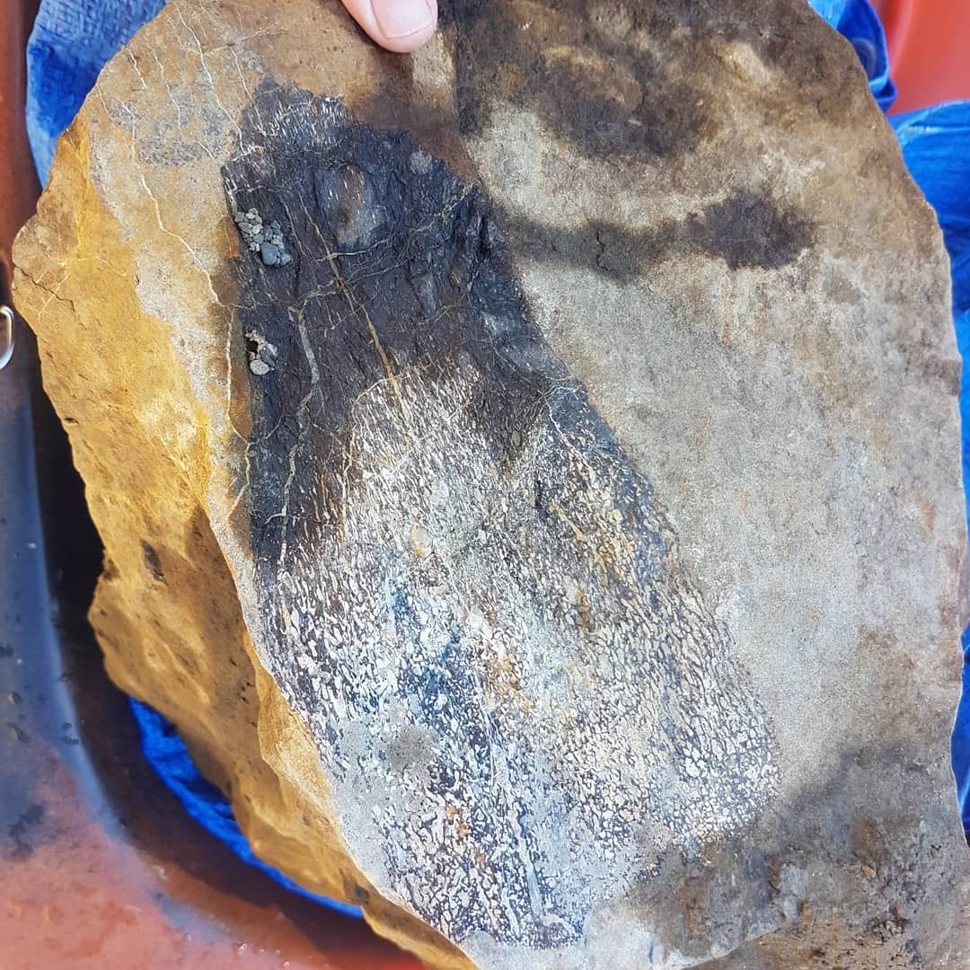 Biiiiig fossil retrieval! I found one of these large concretions containing some Cretaceous bone a while back and had to wait for the river to rise so I could float them down.

Turns out there were two of these rocks in the river 😂 I tried to get them both back home, my poor little boat!

I'm thinking some kind of limb bone? If anyone knows what it could be, please let me know.

The full adventure is on YouTube and has quite a bit of drama 😂

         