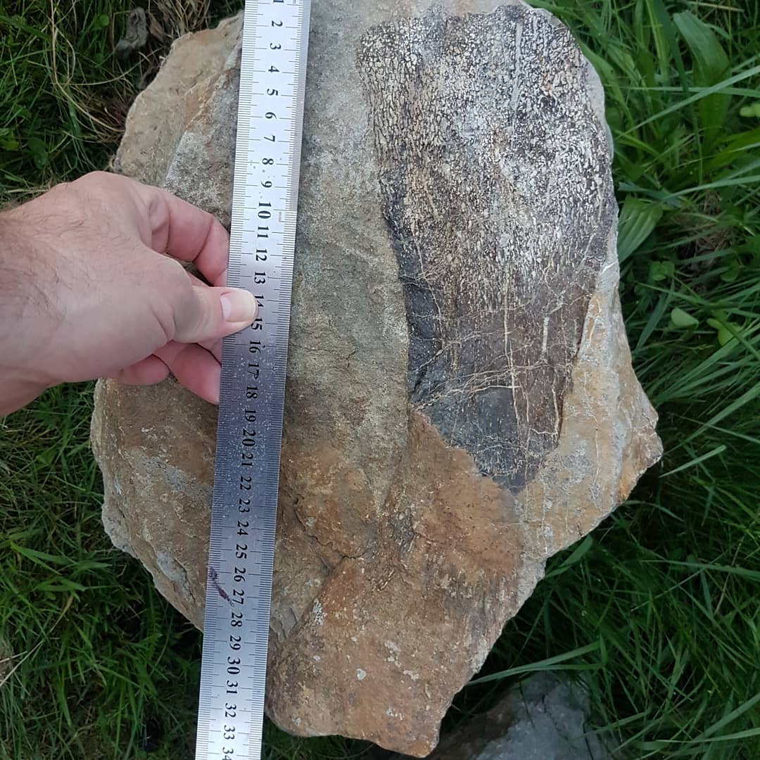 Biiiiig fossil retrieval! I found one of these large concretions containing some Cretaceous bone a while back and had to wait for the river to rise so I could float them down.

Turns out there were two of these rocks in the river 😂 I tried to get them both back home, my poor little boat!

I'm thinking some kind of limb bone? If anyone knows what it could be, please let me know.

The full adventure is on YouTube and has quite a bit of drama 😂

         