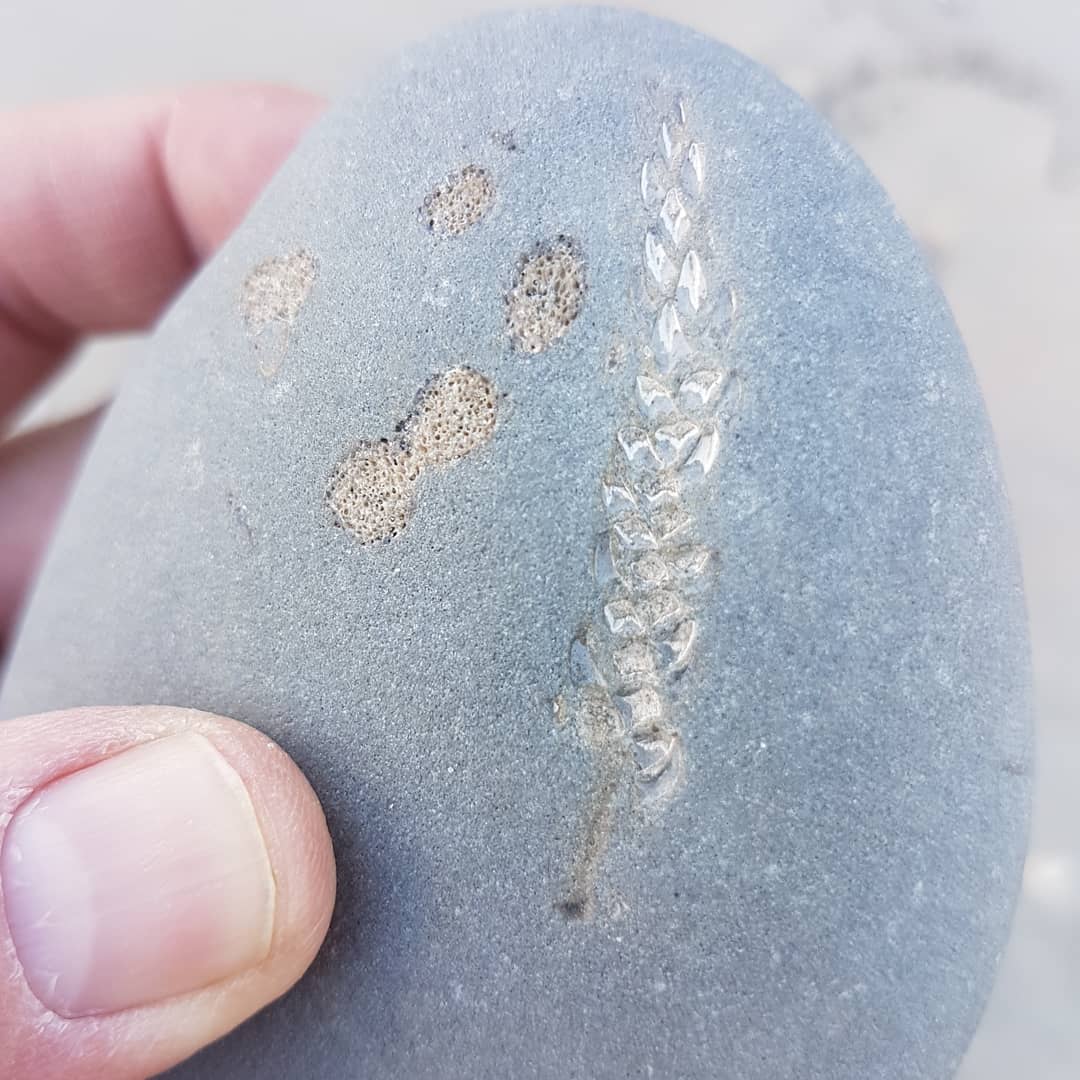 Zoom and enhance! Here's quite an interesting fossil from a deep water Miocene area. It appears to be some plant material which resembles a conifer cone. You can make out what looks like some cell structure at 40x zoom, thanks to @paleo_craig for spotting it.

The current theory is that there is a thin layer of carbon material left underneath some infill which has preserved the cell structure 🤩

This is the first potentially terrestrial plant material I have found at this site.

Swipe to zoom out.

             