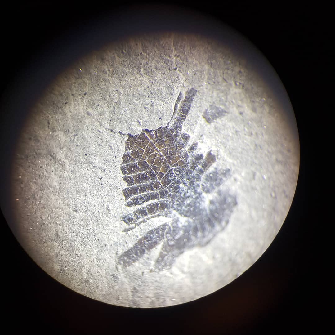 What looks like a trilobite but is Miocene in age? If you know, please help me out 🤞 Found it inside a concretion today 🤔

I always get excited when I find something new from a location, especially something as tiny as this!

       