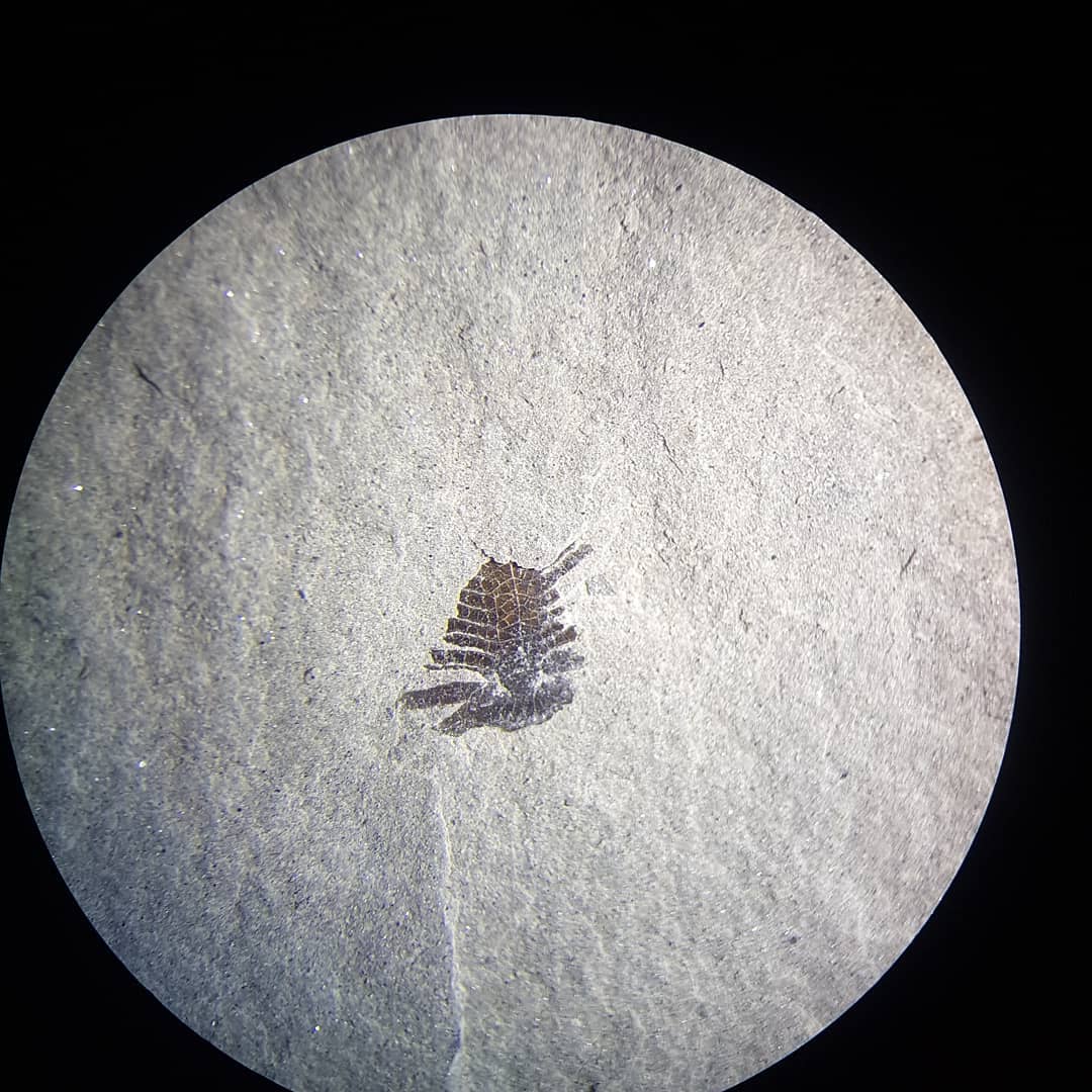 What looks like a trilobite but is Miocene in age? If you know, please help me out 🤞 Found it inside a concretion today 🤔

I always get excited when I find something new from a location, especially something as tiny as this!

       