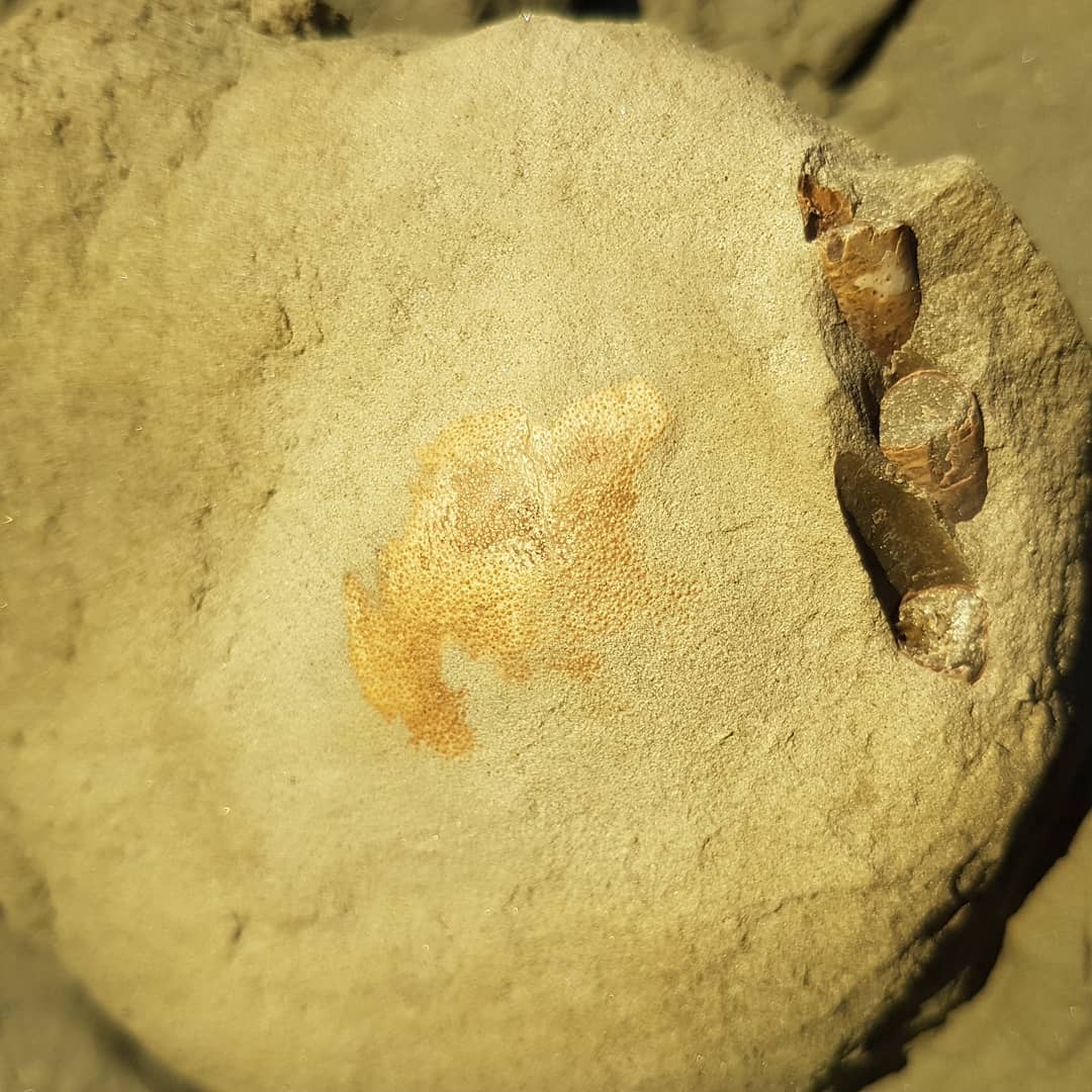 A fossil crab emerging from a cliff on the coast of New Zealand. You can see the legs sticking out on the right hand side and a bit of the exposed carapace. It should be a pretty easy prep, the rock covering it is nice and thin 😀

      