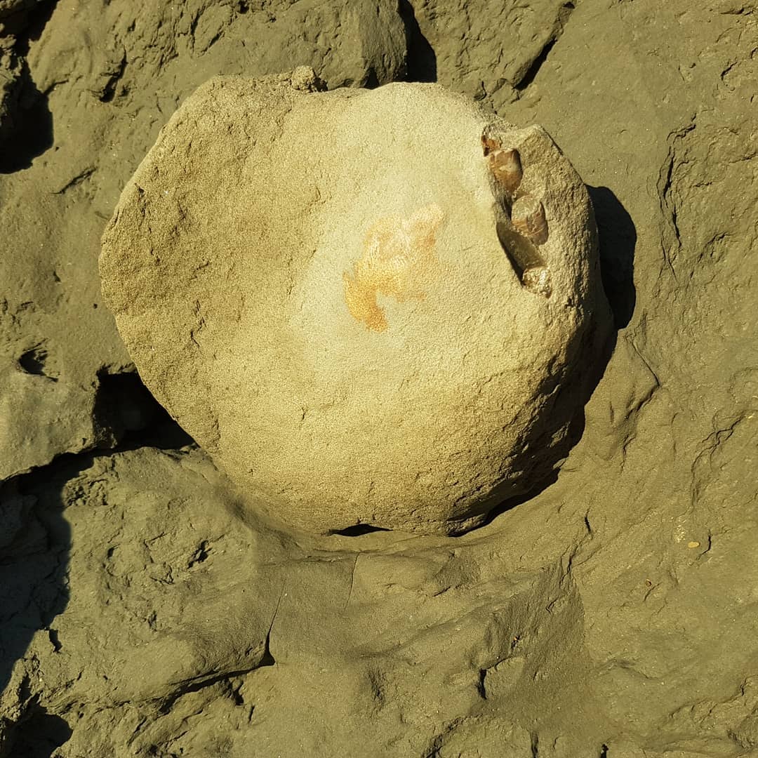 A fossil crab emerging from a cliff on the coast of New Zealand. You can see the legs sticking out on the right hand side and a bit of the exposed carapace. It should be a pretty easy prep, the rock covering it is nice and thin 😀

      