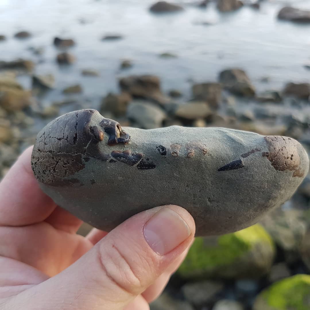 A cool little Miocene fossil crab I found at sunset tonight. It has the the thinnest layer of rock on it so should be an easy prep 😁

         