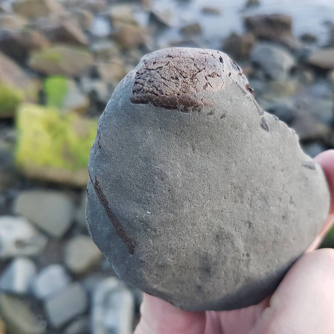 A cool little Miocene fossil crab I found at sunset tonight. It has the the thinnest layer of rock on it so should be an easy prep 😁

         