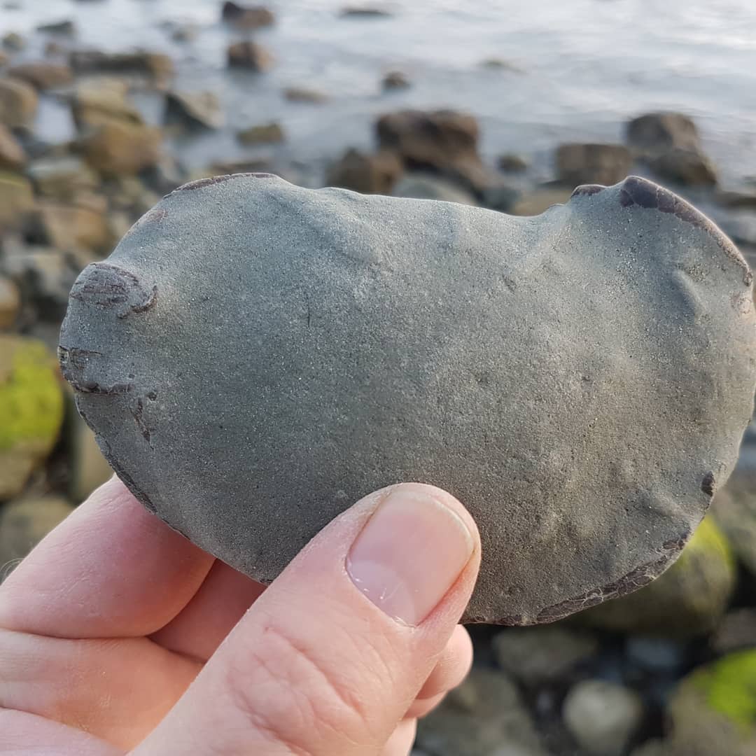 A cool little Miocene fossil crab I found at sunset tonight. It has the the thinnest layer of rock on it so should be an easy prep 😁

         