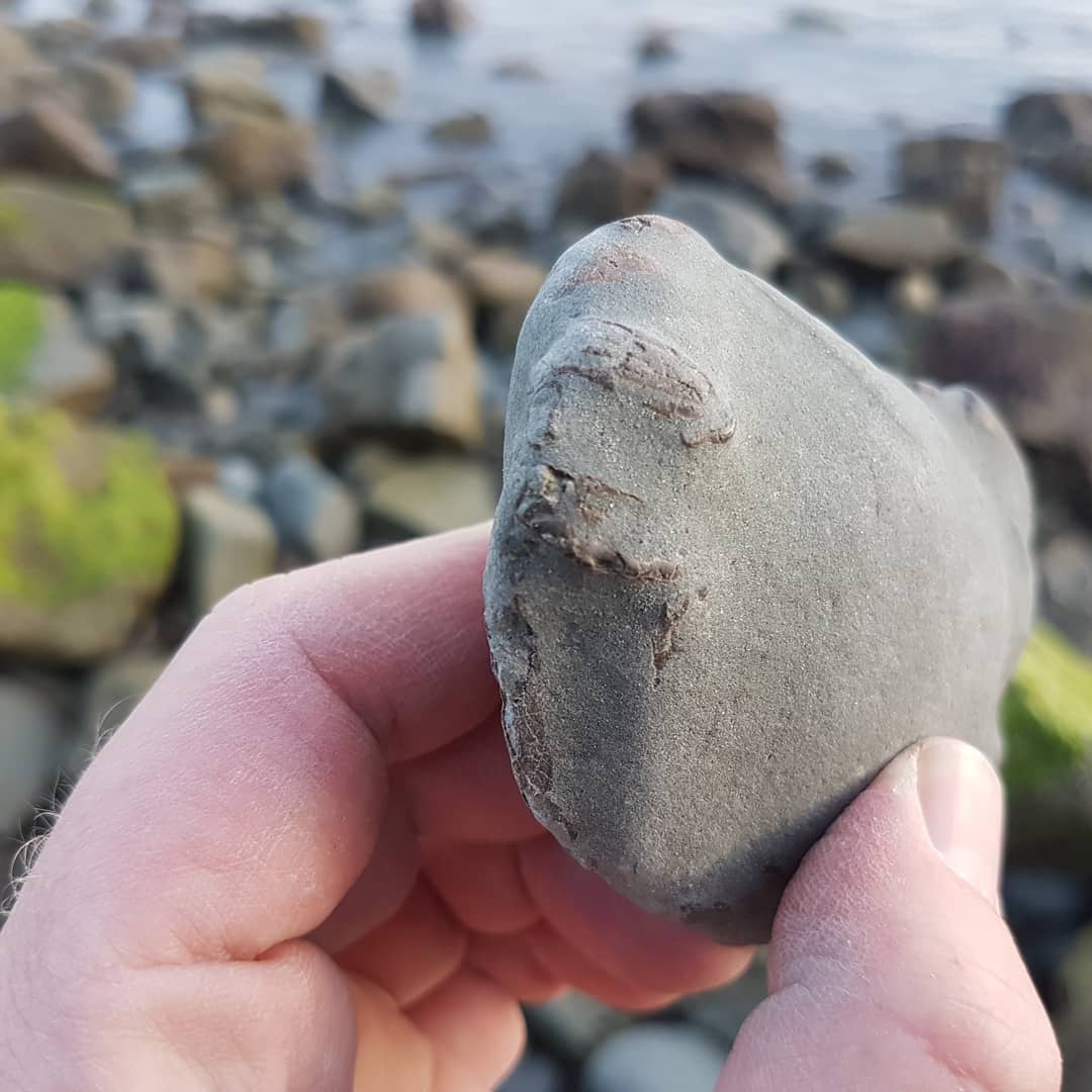 A cool little Miocene fossil crab I found at sunset tonight. It has the the thinnest layer of rock on it so should be an easy prep 😁

         