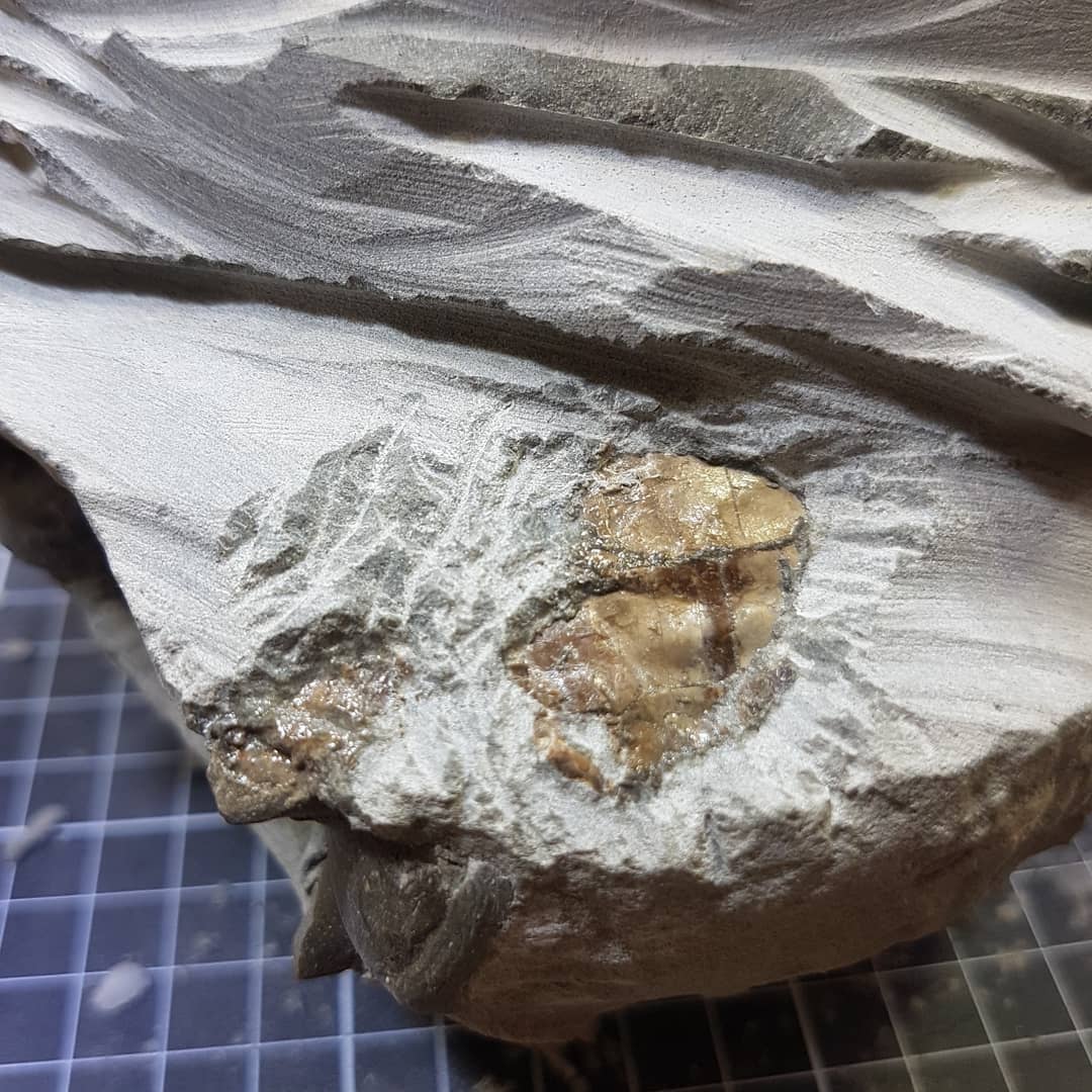 Challenging prep on the nautiloid, the shell is heavily fragmented so needs constant consolidation. Imagine broken eggshell and the air from the air scribe keeps blowing the bits away 😫

Swipe to see a few more pics of it.

        