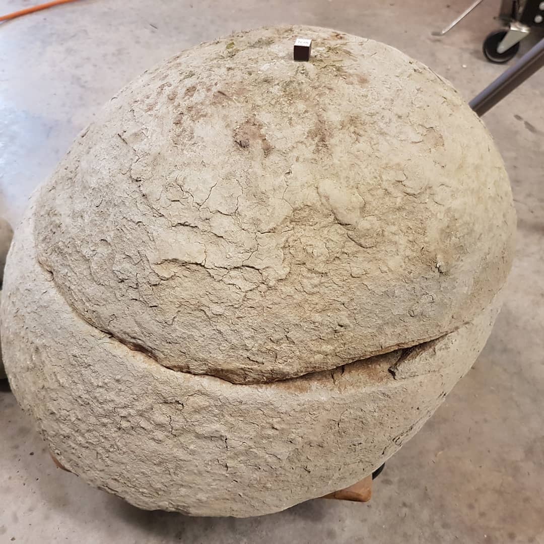 The process of gluing back together a split concretion containing a very large Tumidocarcinus crab. The concretion weighs about 60kg (130lbs) and was found split in two after it had rolled out of the cliff. 

The crab has a really unique orange tint to it.

I glue it back together so that it is easier to prep, it is very difficult to prep it first and then try and match all the piece up. In this case, half the carapace was on each side which would have made it impossible to prep.

There is a good chance the leg tips will be present in some of the legs 😁

          