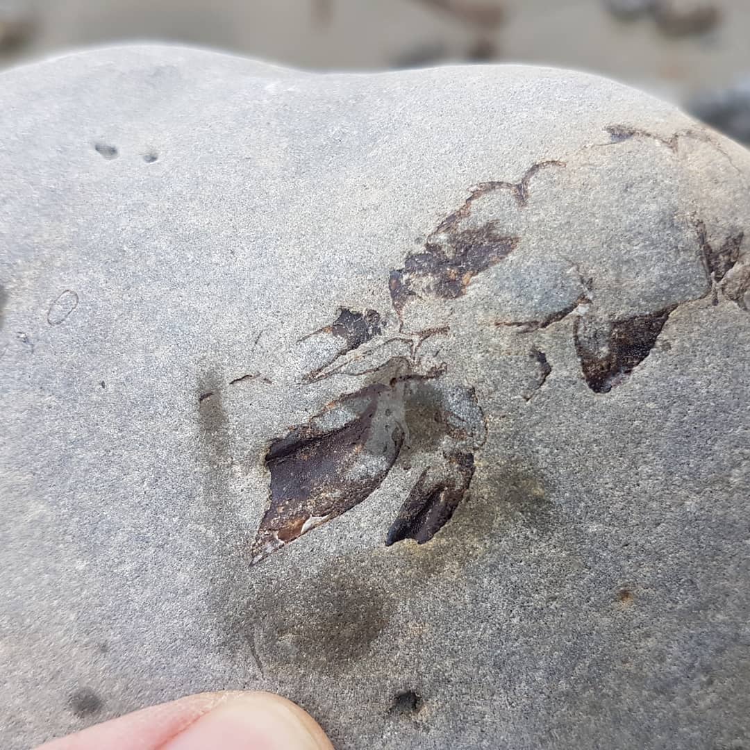 Found a cool little crayfish today. Amazing detail on that tail, I havent tried prepping one yet and they look really delicate. Might be worth trying acid on then. Has anyone had experience prepping a crab or crayfish with acid?

       