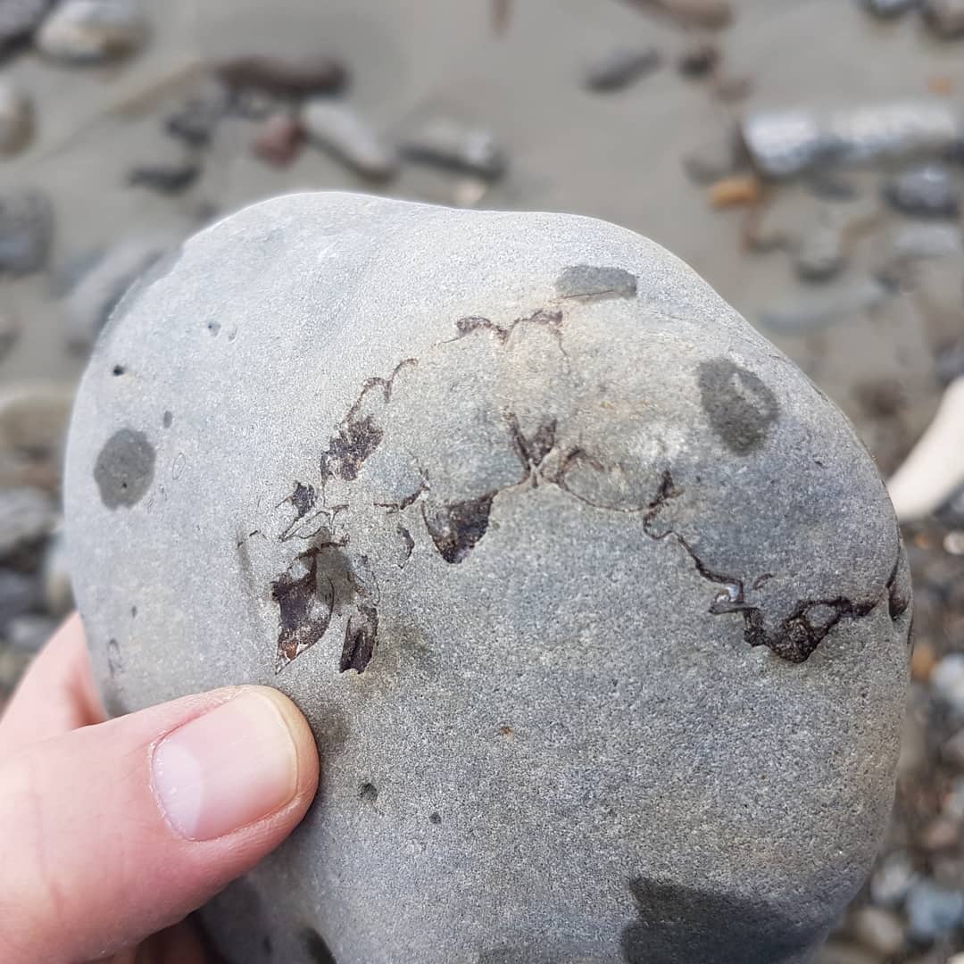 Found a cool little crayfish today. Amazing detail on that tail, I havent tried prepping one yet and they look really delicate. Might be worth trying acid on then. Has anyone had experience prepping a crab or crayfish with acid?

       