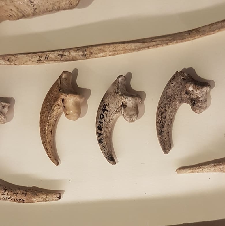 Haast eagle bones on display at the Canterbury museum this morning. This was the largest eagle that ever lived and weighed around 15kg compared to the 9kg of the Harpy eagle. They preyed on Moa and probably anything else that took its fancy. Cant wait to find me one of those talons 😁

There is also a monstrous Moa layer out, it's probably a good 3m+ long. I find photos of actual specimens really useful to figure out what bones I find. 

Have a look at the size of those TMTs!

Pretty sure these were the ones that the Hobbits caught a lift on 😀

       