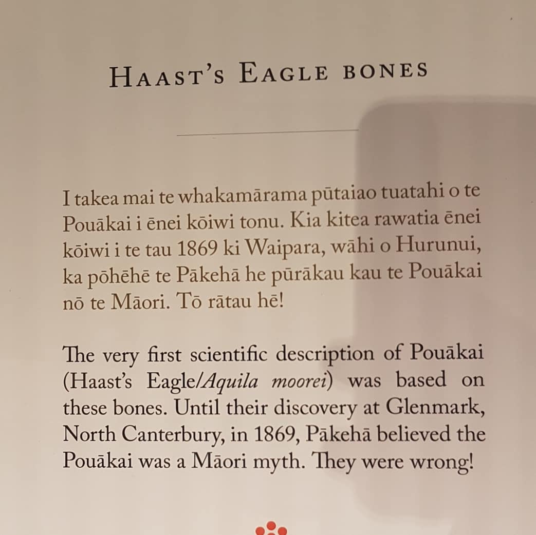 Haast eagle bones on display at the Canterbury museum this morning. This was the largest eagle that ever lived and weighed around 15kg compared to the 9kg of the Harpy eagle. They preyed on Moa and probably anything else that took its fancy. Cant wait to find me one of those talons 😁

There is also a monstrous Moa layer out, it's probably a good 3m+ long. I find photos of actual specimens really useful to figure out what bones I find. 

Have a look at the size of those TMTs!

Pretty sure these were the ones that the Hobbits caught a lift on 😀

       