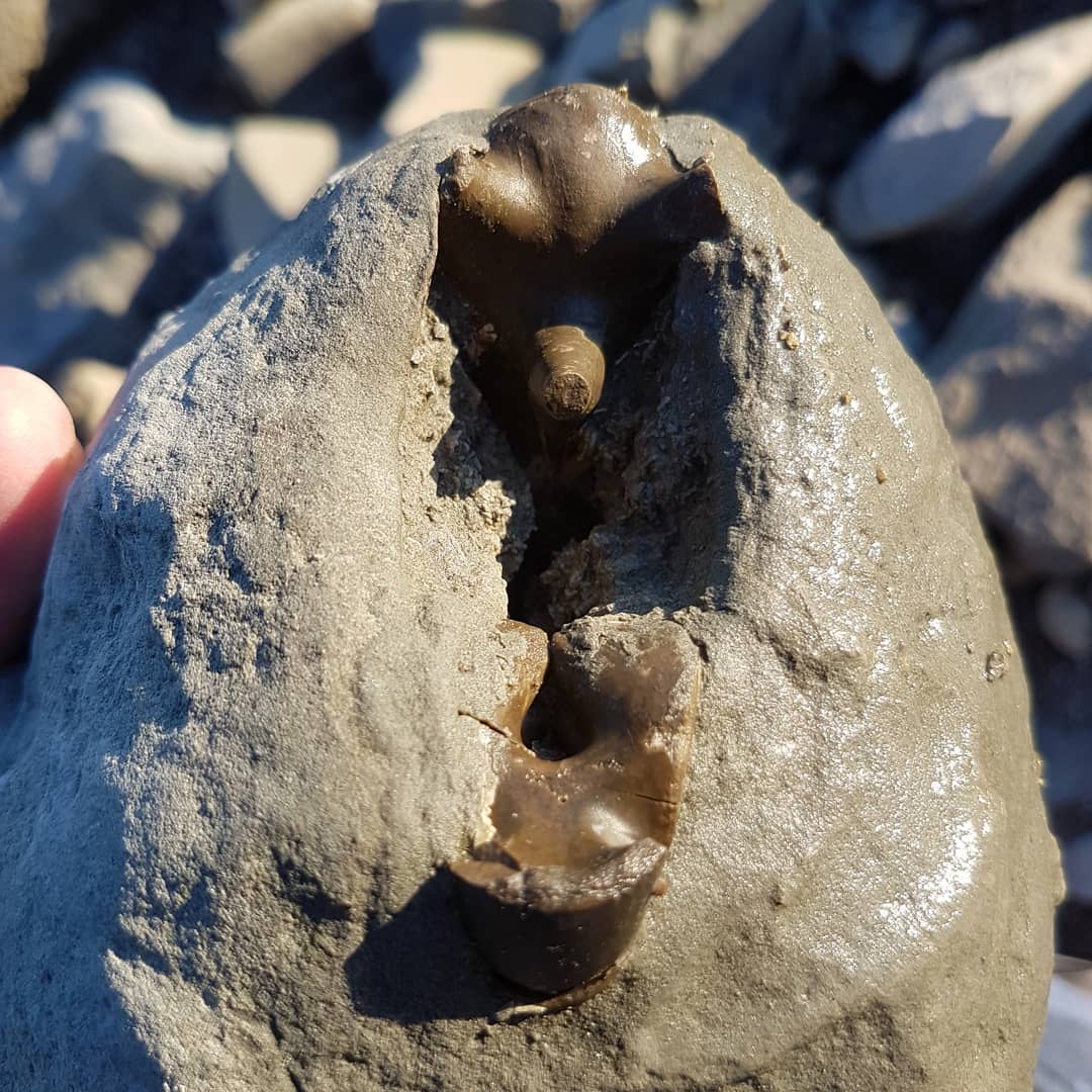 I went out to explore a new area today and happened across this fossil. I suspect it's a nautiloid of some type, looks to be hollow which is quite weird. Let me know if you recognize it 😁

It almost looks pyritized 🤔

          