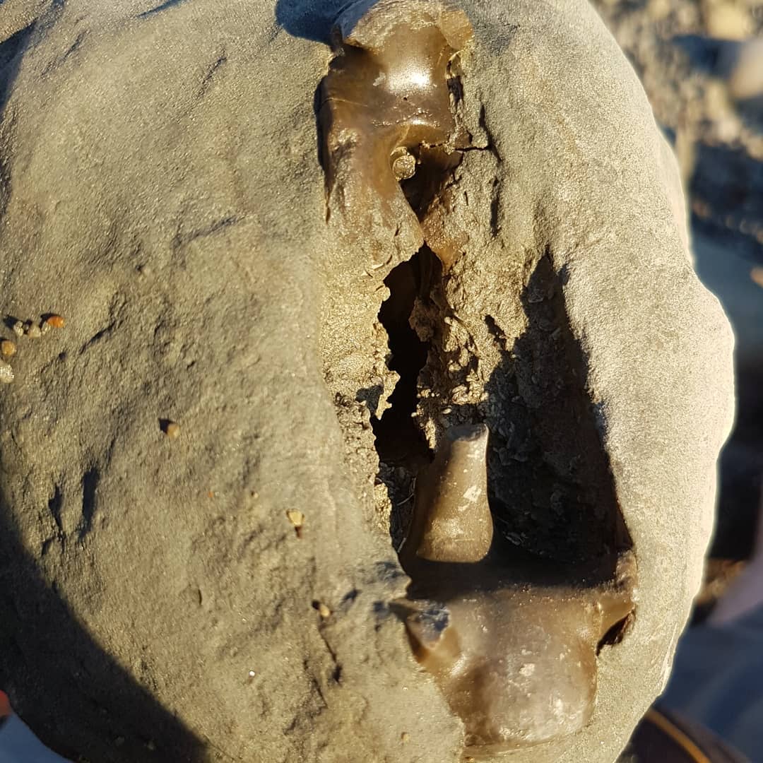 I went out to explore a new area today and happened across this fossil. I suspect it's a nautiloid of some type, looks to be hollow which is quite weird. Let me know if you recognize it 😁

It almost looks pyritized 🤔

          