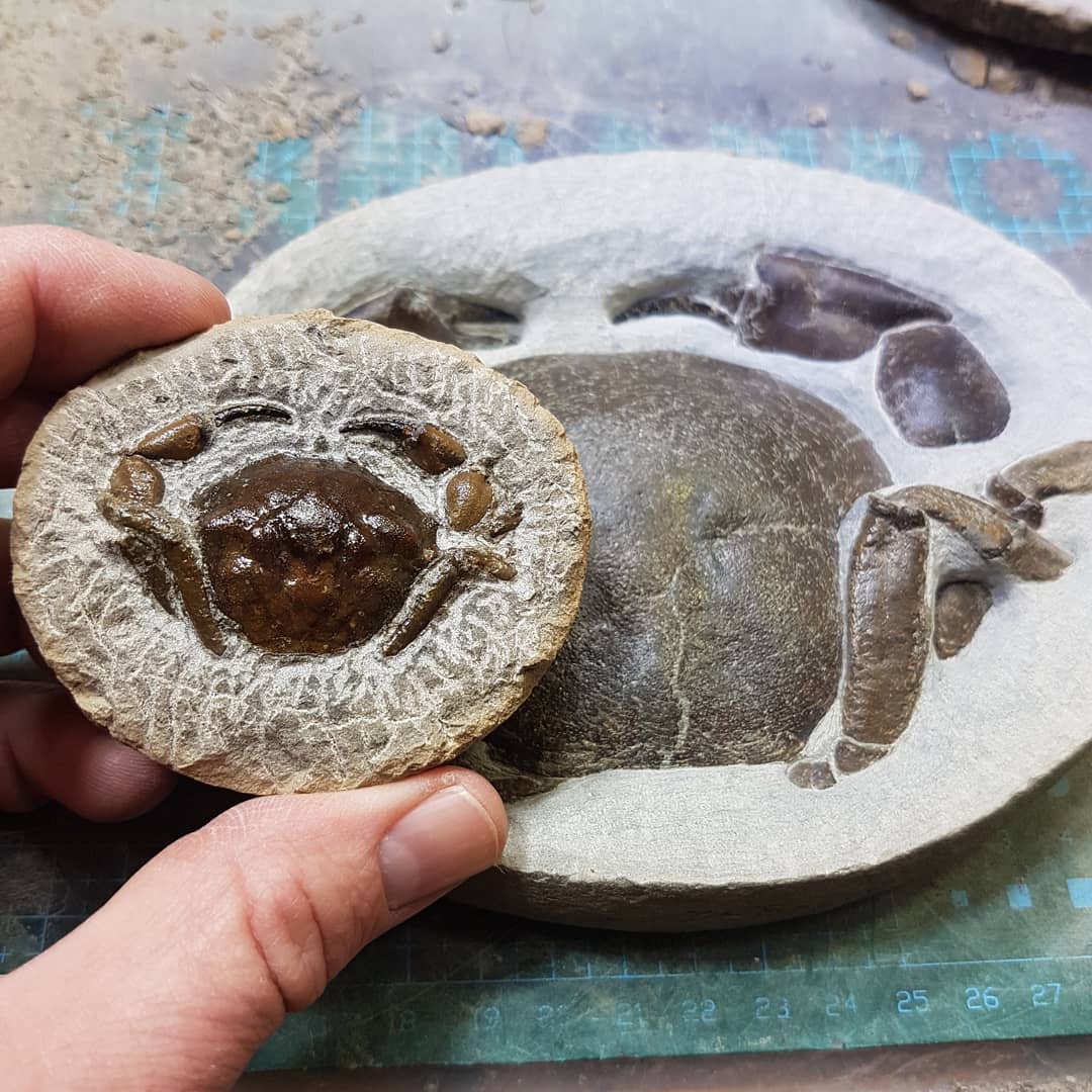 My tiniest crab prep yet! Someone sent me this concretion from the States containing a tiny vulgaris crab. Just need to do the landscaping and a bit of tidying up.

      