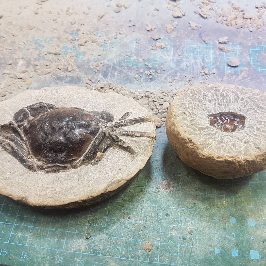 Busy revealing the little brother of my other vulgaris crab 😁 the prep is going well on my tiniest crab yet, not much rock to remove but it has it's own challenges, such delicate legs in there!

         