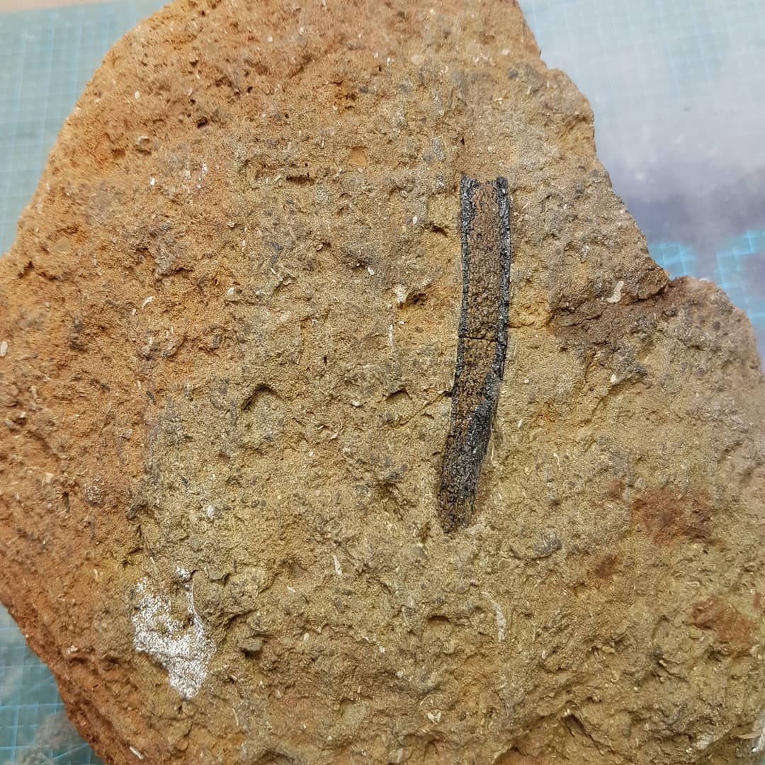 Before and after prep photos. Swipe to see the result...

Quick little prep of a mystery bone I found about a year ago. I was hoping there would be a joint hiding in the rock but looks to have been broken as well.

Oh well, at least now I know 😁 and it is a good looking piece of bone. Does anyone recognize it? It reminds me of a cetacean tooth with the long root.

          