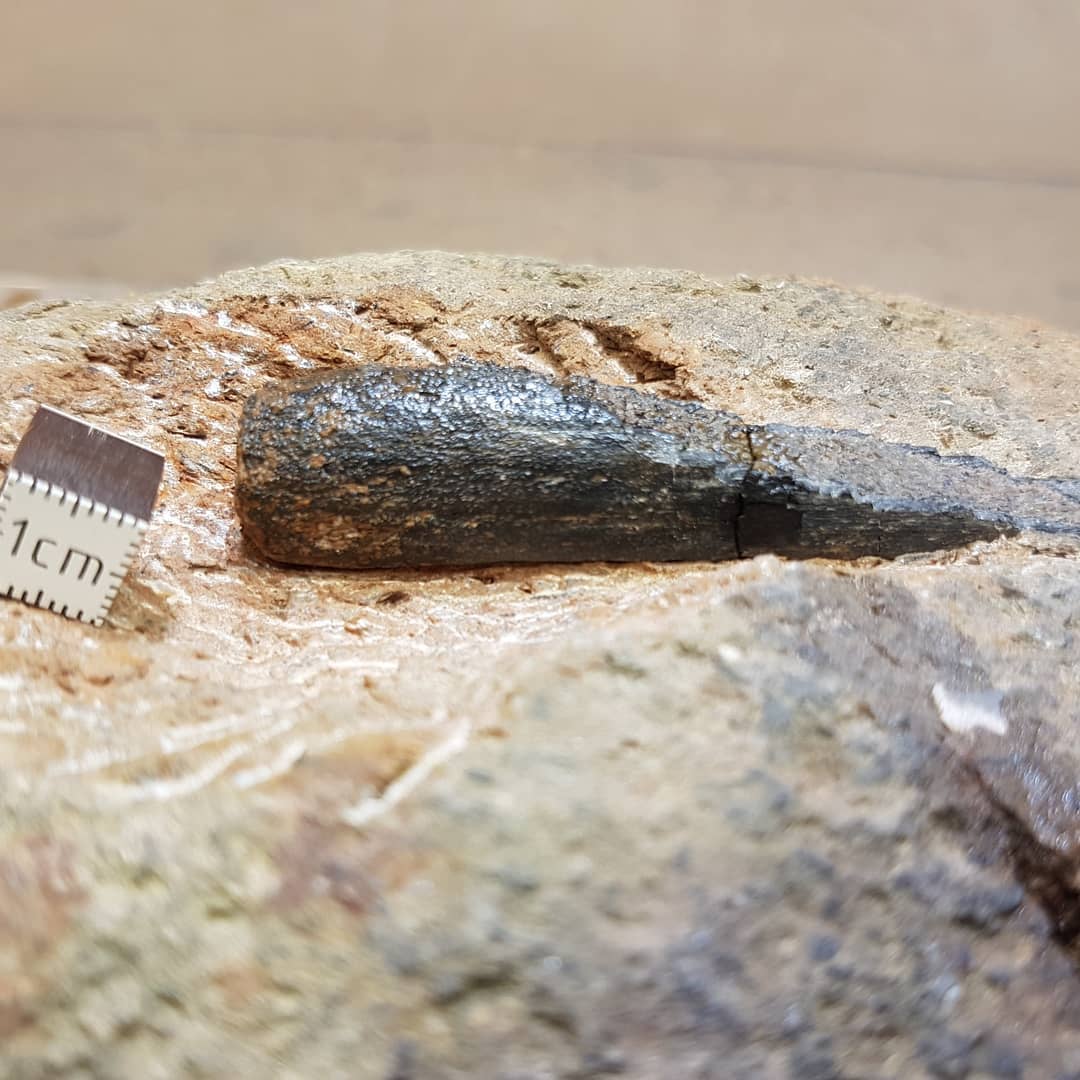 Before and after prep photos. Swipe to see the result...

Quick little prep of a mystery bone I found about a year ago. I was hoping there would be a joint hiding in the rock but looks to have been broken as well.

Oh well, at least now I know 😁 and it is a good looking piece of bone. Does anyone recognize it? It reminds me of a cetacean tooth with the long root.

          