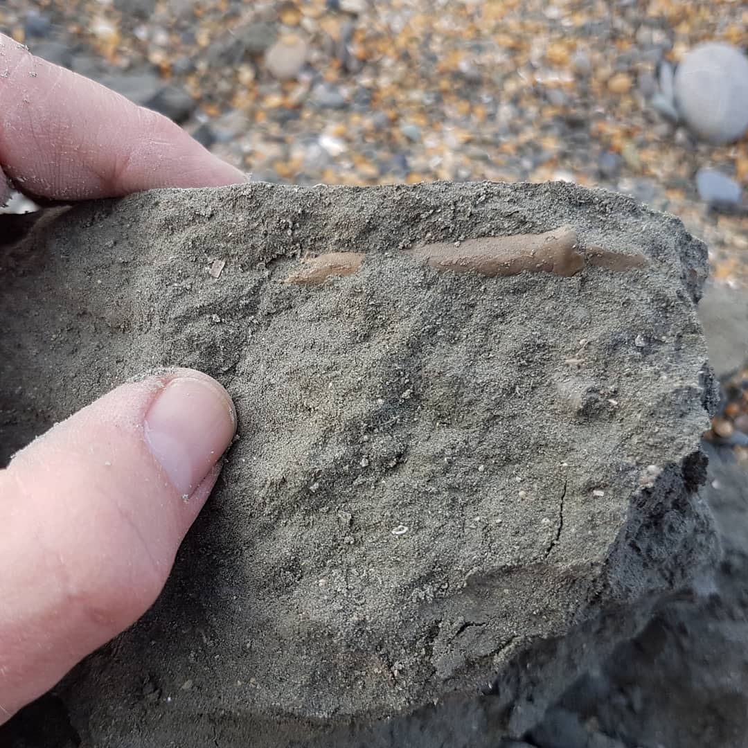 New fossil prep video uploaded to my YouTube channel. Swipe if you want to see the spoiler 😁 it was a very soft sediment so I could prep it completely manually using a small screwdriver and a toothpick.

There was indeed a crab, or half of one, hiding in the rock. Not sure on the species, does anyone recognize it?

         