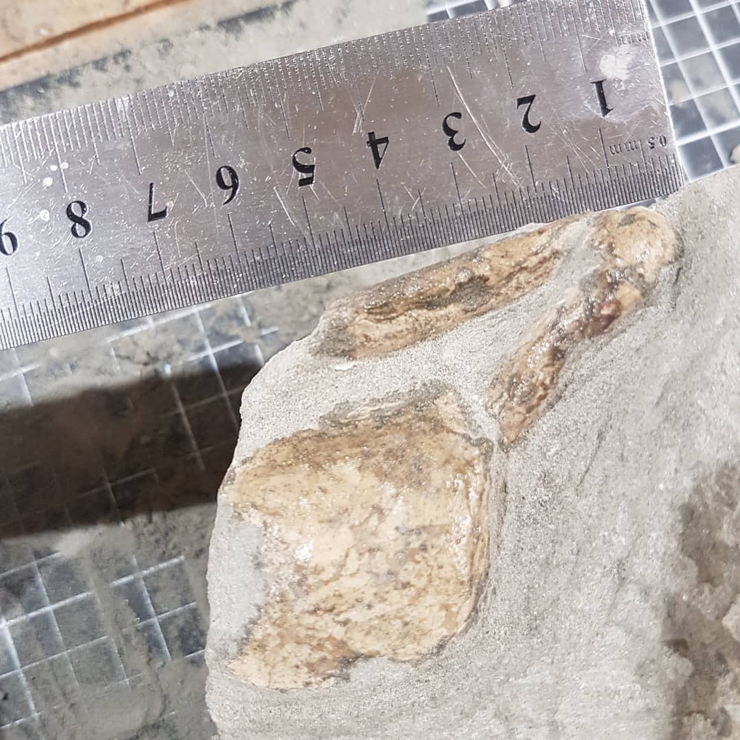 New fossil prep video uploaded to my YouTube channel. Swipe if you want to see the spoiler 😁 it was a very soft sediment so I could prep it completely manually using a small screwdriver and a toothpick.

There was indeed a crab, or half of one, hiding in the rock. Not sure on the species, does anyone recognize it?

         