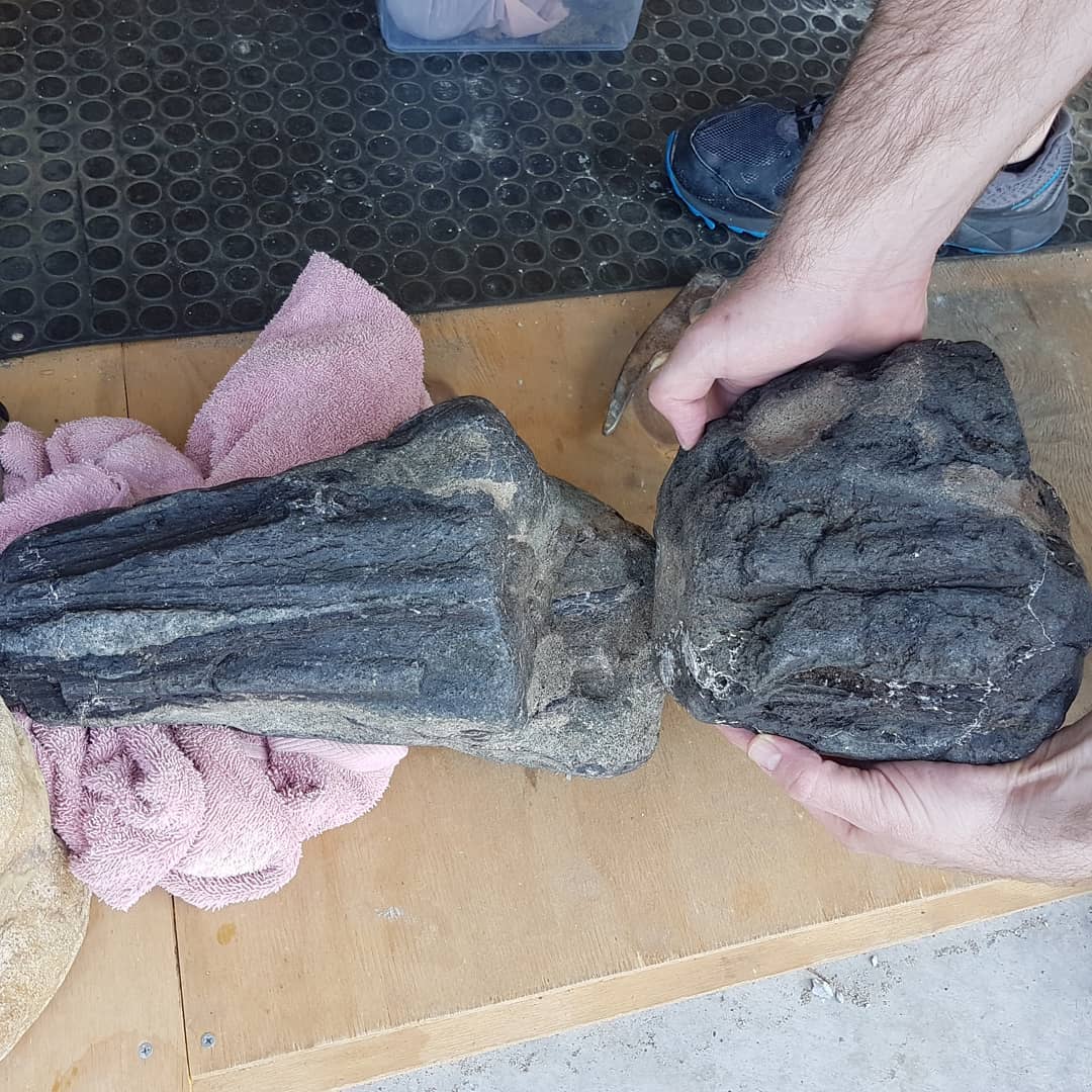 Fossil skull selfie! Here is that Eocene bill fish skull I found recently. Swipe to see what I think might be a related section of skull I found close to it.

The video of me finding it is on my YouTube channel, link in the bio.

I took it past the local museum and they reckon it's one of the biggest fossil fish from New Zealand they have ever seen!

                