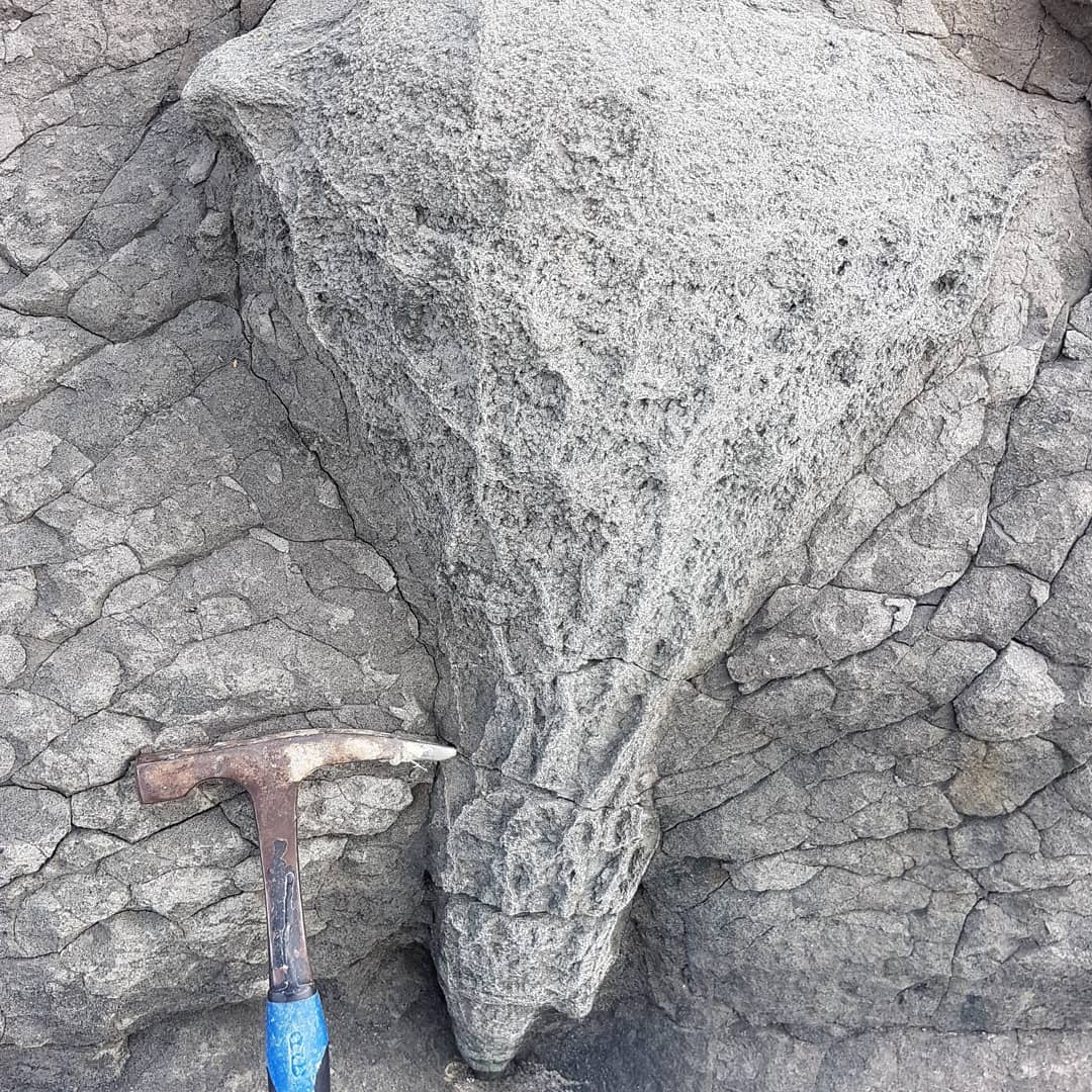 Does anyone recognize this? It looks like a coral but could just as easily be a trace fossil or some geological feature. 
It's harder than the surrounding siltstone.

         #