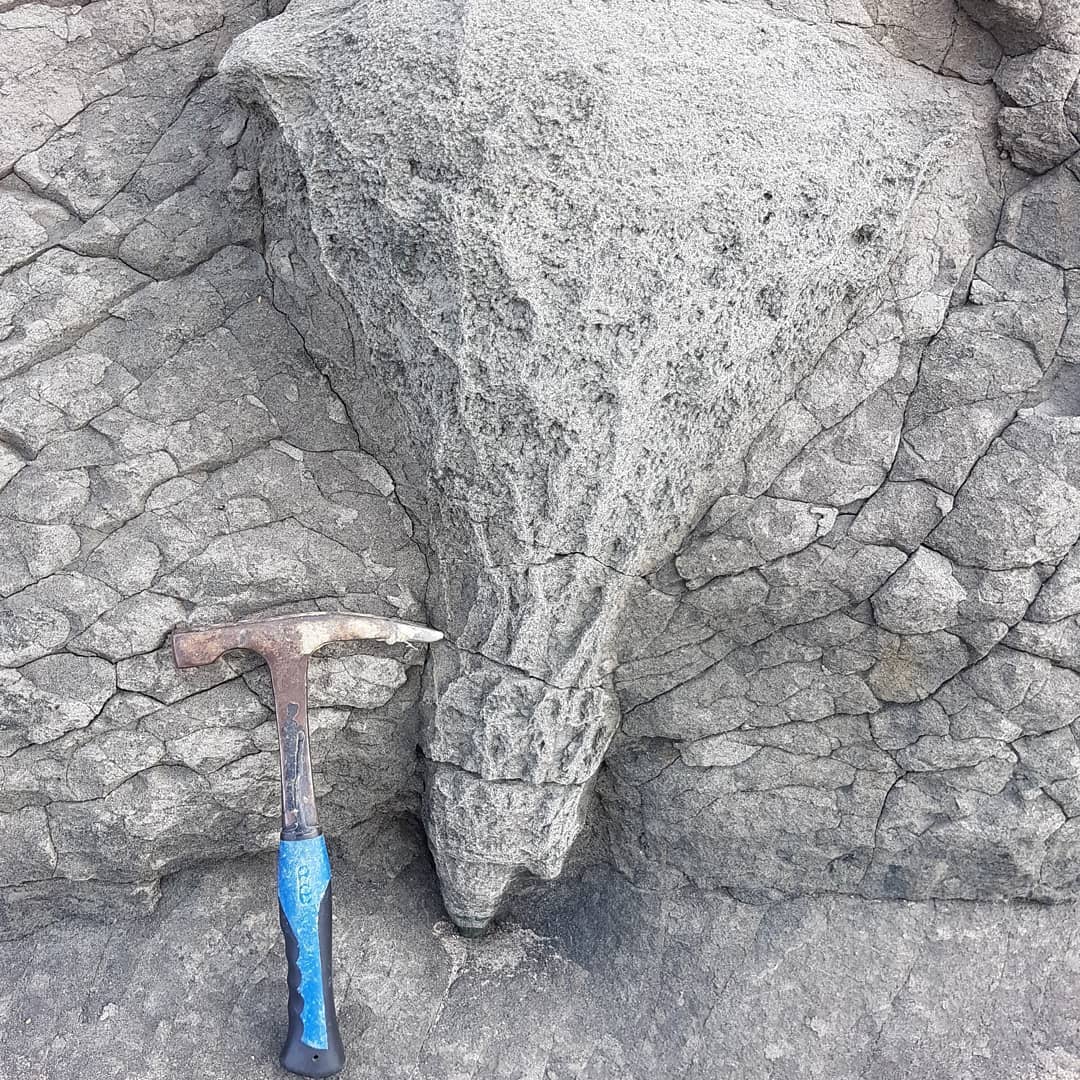 Does anyone recognize this? It looks like a coral but could just as easily be a trace fossil or some geological feature. 
It's harder than the surrounding siltstone.

         #