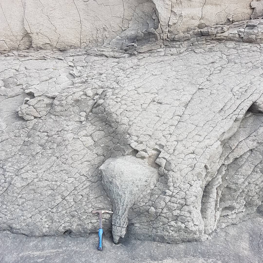 Does anyone recognize this? It looks like a coral but could just as easily be a trace fossil or some geological feature. 
It's harder than the surrounding siltstone.

         #