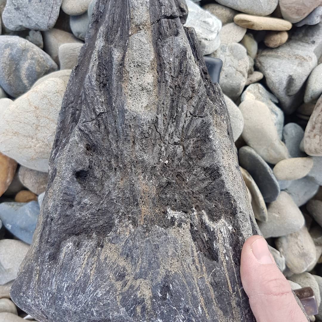 Edit: Looks like it is a bill fish!!

I think I've just found a dolphin or whale skull!! Its my most random fossil find ever. I stopped to have a break from driving, walked onto the beach and there it was! Thought it was some petrified wood at first! 

I might be imagining it, but the one part looks like an ear bone! 😁

I'm still buzzing from finding this!! 😆

Edit: thanks @trevor.clarke4 and @a_fools_experiment for the ID of bill fish!

           