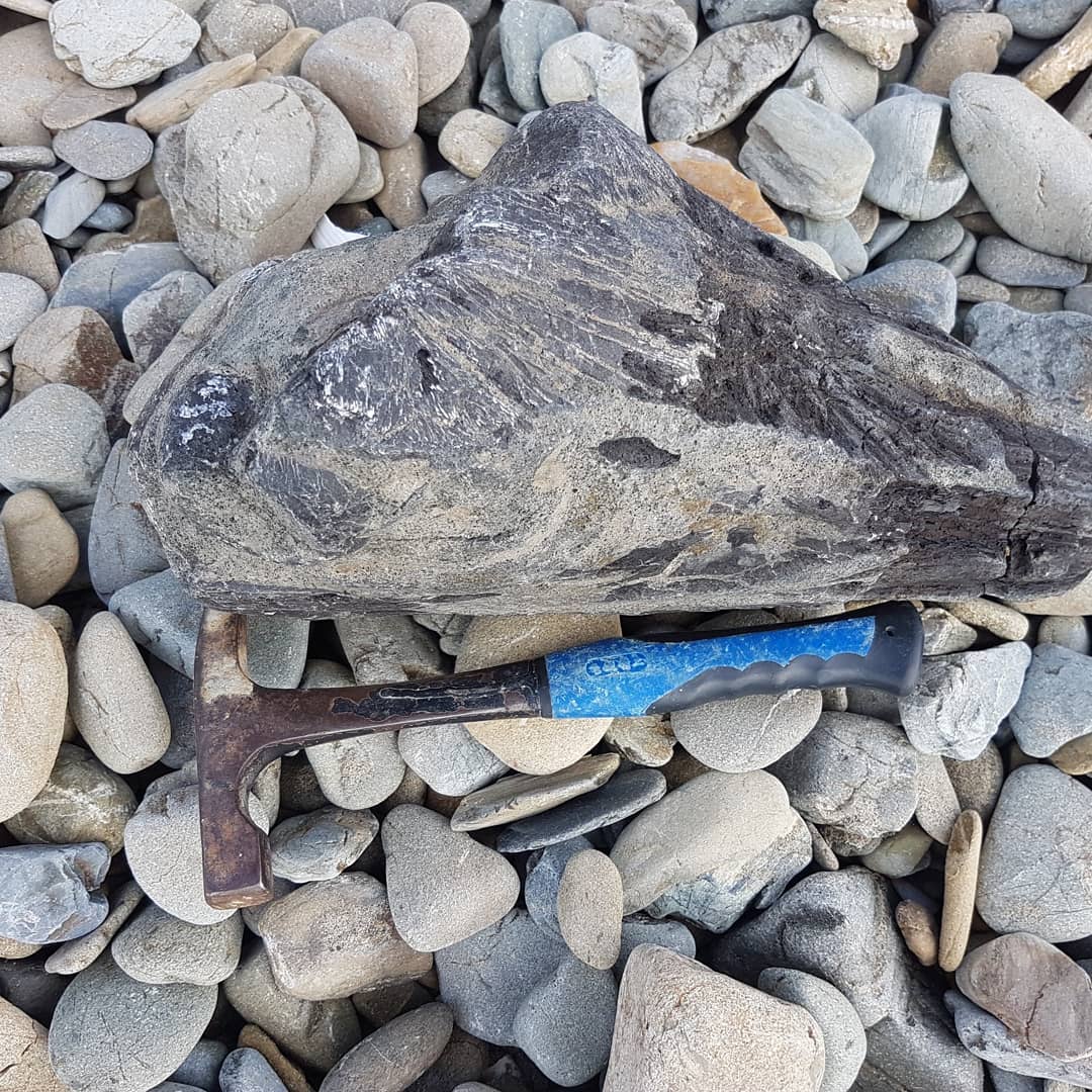 Edit: Looks like it is a bill fish!!

I think I've just found a dolphin or whale skull!! Its my most random fossil find ever. I stopped to have a break from driving, walked onto the beach and there it was! Thought it was some petrified wood at first! 

I might be imagining it, but the one part looks like an ear bone! 😁

I'm still buzzing from finding this!! 😆

Edit: thanks @trevor.clarke4 and @a_fools_experiment for the ID of bill fish!

           