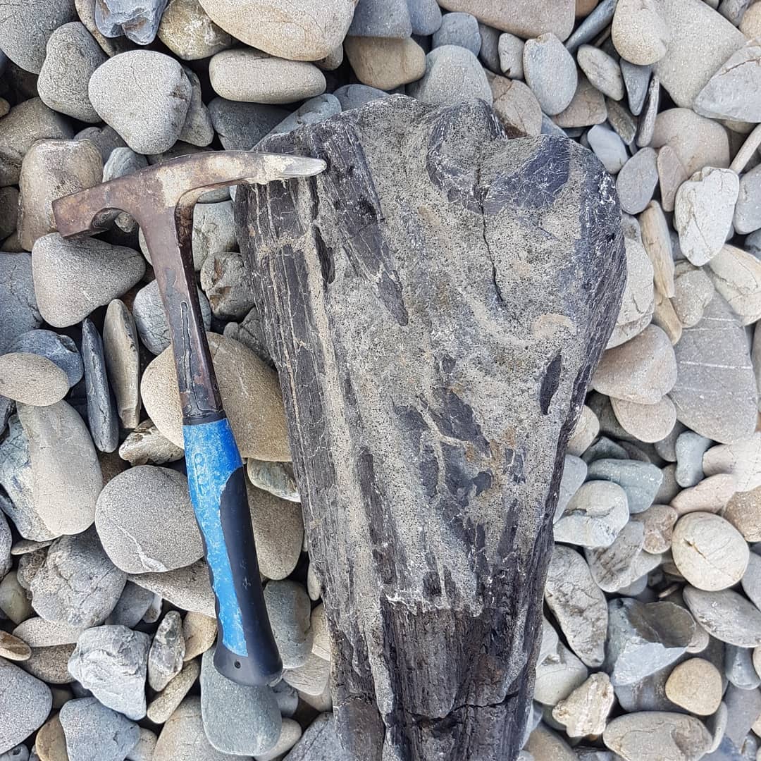 Edit: Looks like it is a bill fish!!

I think I've just found a dolphin or whale skull!! Its my most random fossil find ever. I stopped to have a break from driving, walked onto the beach and there it was! Thought it was some petrified wood at first! 

I might be imagining it, but the one part looks like an ear bone! 😁

I'm still buzzing from finding this!! 😆

Edit: thanks @trevor.clarke4 and @a_fools_experiment for the ID of bill fish!

           