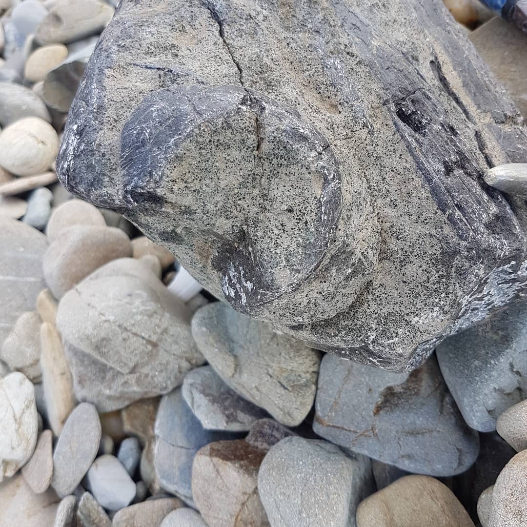 Edit: Looks like it is a bill fish!!

I think I've just found a dolphin or whale skull!! Its my most random fossil find ever. I stopped to have a break from driving, walked onto the beach and there it was! Thought it was some petrified wood at first! 

I might be imagining it, but the one part looks like an ear bone! 😁

I'm still buzzing from finding this!! 😆

Edit: thanks @trevor.clarke4 and @a_fools_experiment for the ID of bill fish!

           