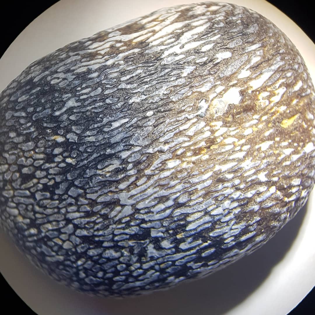 A beautiful section of agatized bone I found on the beach yesterday. Possible something like a dolphin or whale. The bone has been replaced with minerals and perhaps something quite silica rich in this instance. It was glowing amongst all the bits of stone 🤩

           